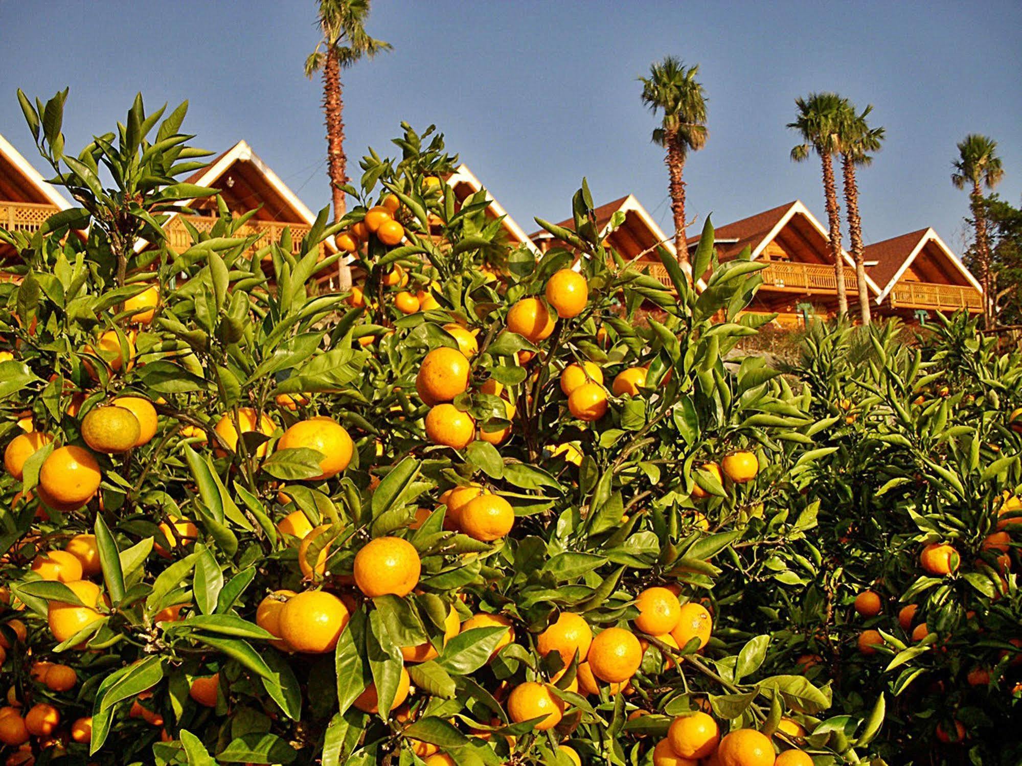 Jungmun Log Pension&Resort Seogwipo Exterior foto